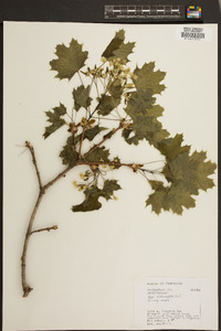 Acer platanoides image