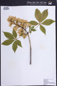 Aesculus flava image