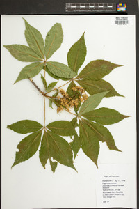 Aesculus flava image