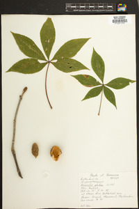 Aesculus glabra image