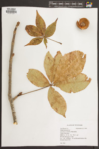 Aesculus flava image