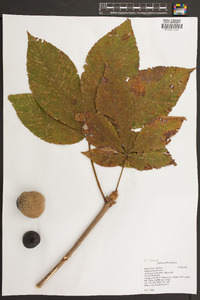 Aesculus flava image