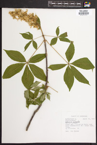 Aesculus flava image