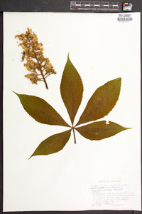 Aesculus flava image