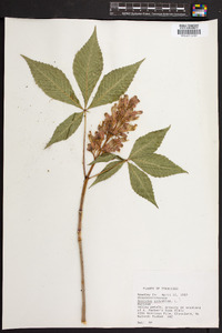 Aesculus sylvatica image