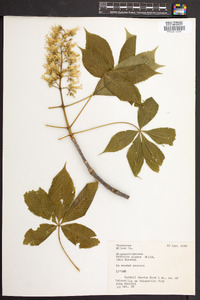 Aesculus glabra image