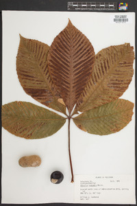 Aesculus flava image