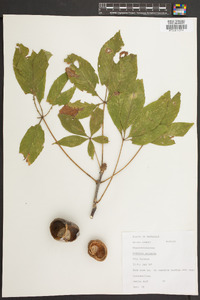 Aesculus flava image