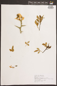 Poncirus trifoliata image