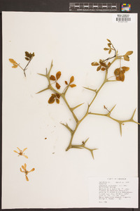 Poncirus trifoliata image