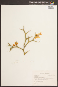 Poncirus trifoliata image