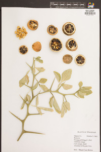 Poncirus trifoliata image