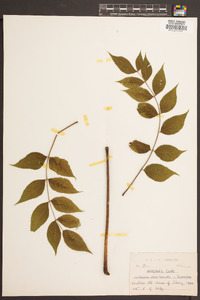 Zanthoxylum clava-herculis image