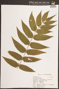 Ailanthus altissima image