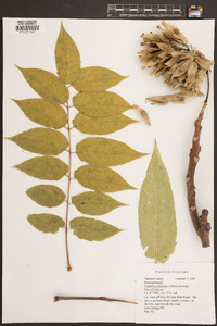 Ailanthus altissima image