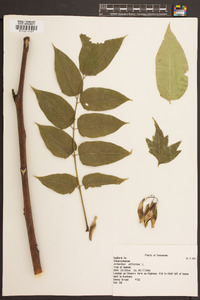 Ailanthus altissima image