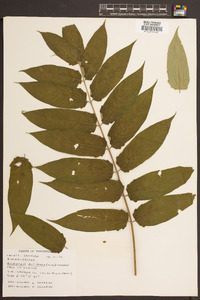 Ailanthus altissima image