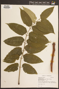 Ailanthus altissima image