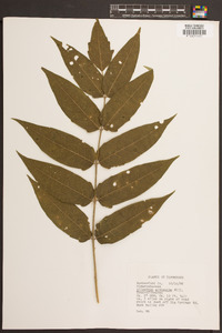 Ailanthus altissima image