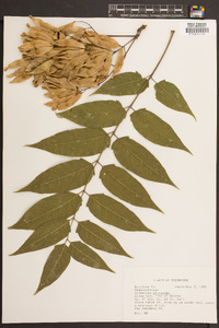 Ailanthus altissima image