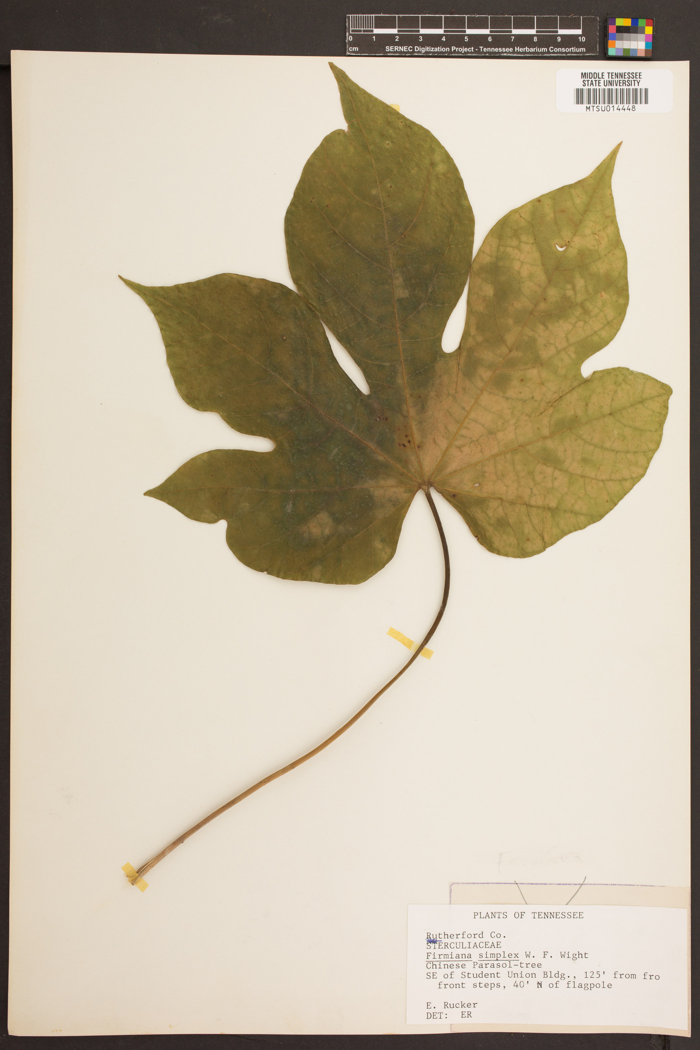 Firmiana simplex image