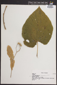 Tilia heterophylla image