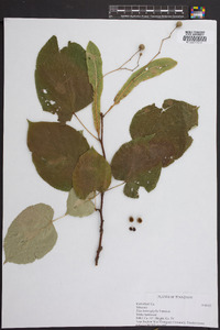 Tilia heterophylla image