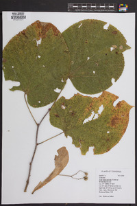 Tilia heterophylla image