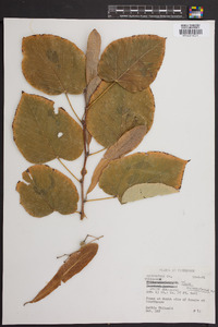 Tilia heterophylla image