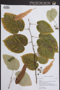 Tilia heterophylla image