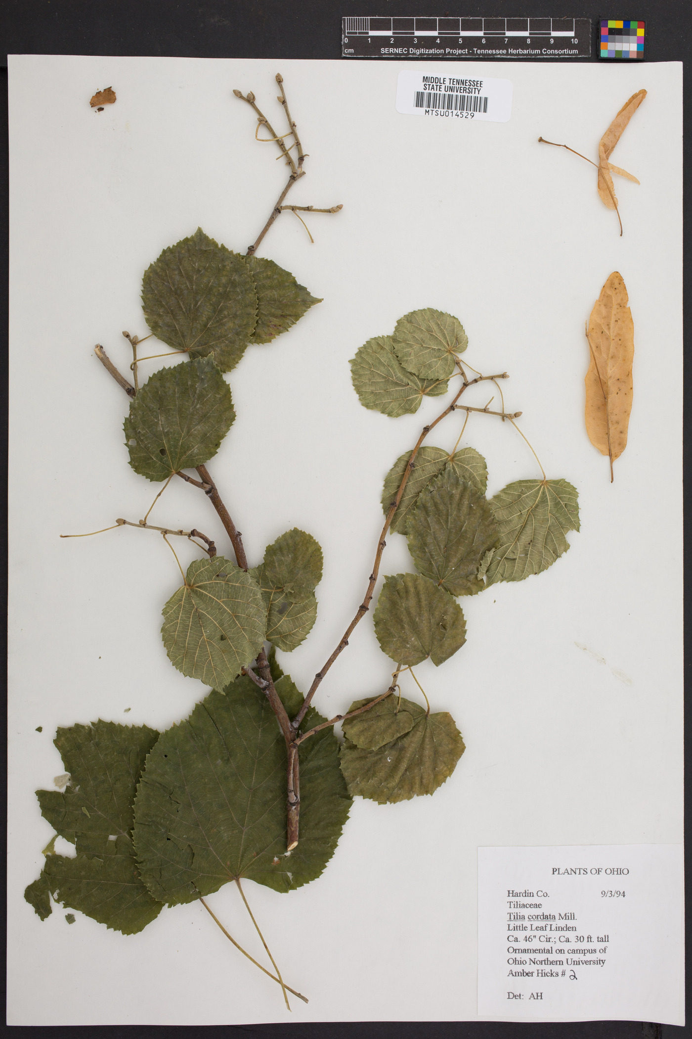 Tilia cordata image