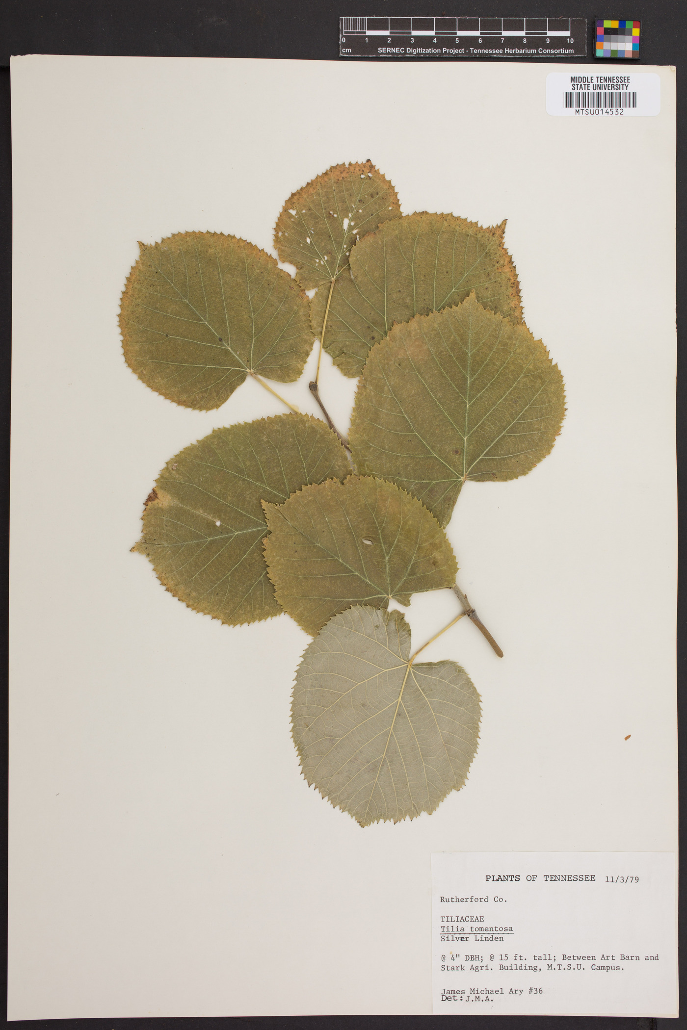 Tilia tomentosa image