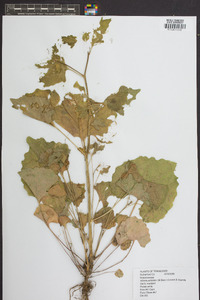 Alliaria petiolata image