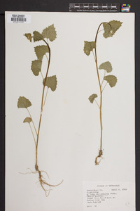 Alliaria petiolata image