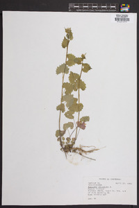 Alliaria petiolata image