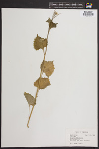 Alliaria petiolata image