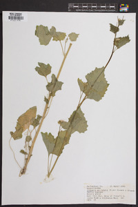 Alliaria petiolata image