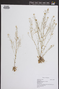 Arabidopsis thaliana image