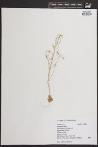 Arabidopsis thaliana image