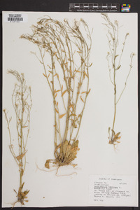 Arabidopsis thaliana image