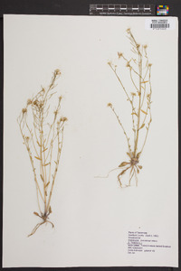 Arabidopsis thaliana image