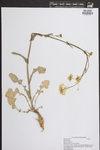 Brassica napus image