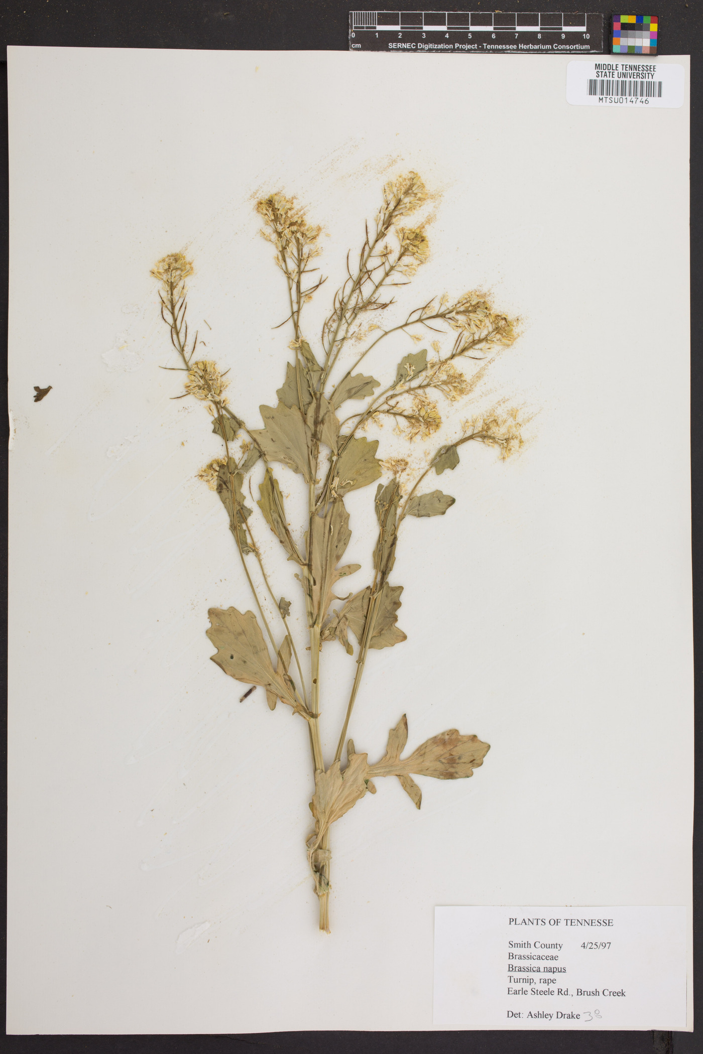 Brassica napus image
