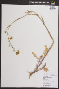 Brassica erucastrum image