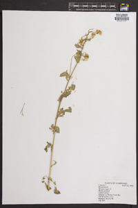 Brassica nigra image