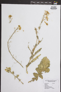 Brassica rapa image