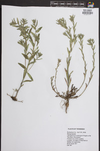 Lithospermum tuberosum image