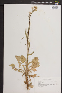 Brassica rapa image