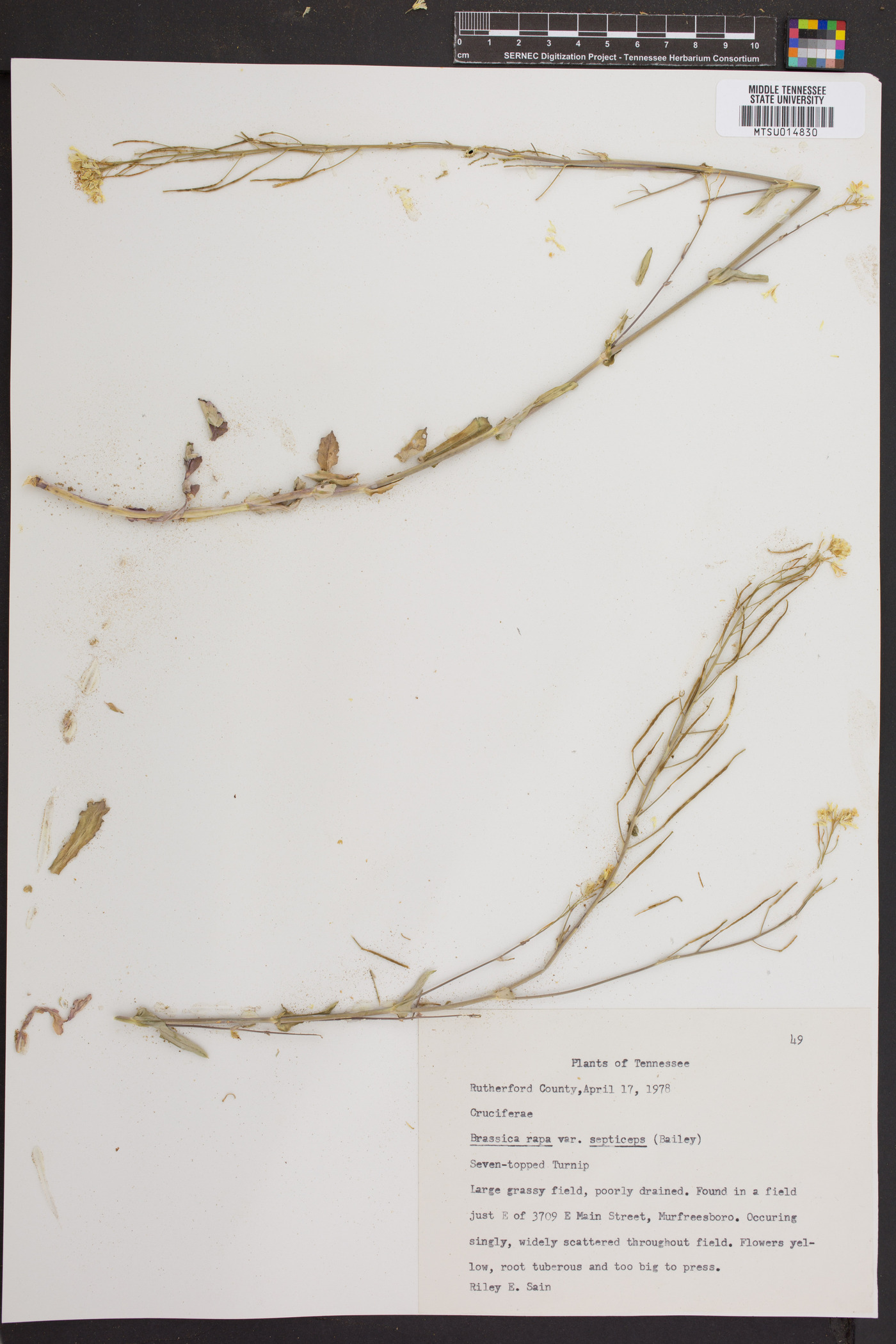Brassica rapa var. septiceps image
