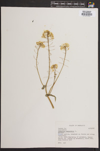 Brassica rapa var. rapa image